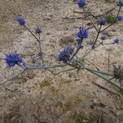 Eryngium ovinum (Blue Devil) at Bungendore, NSW - 7 Apr 2021 by AndyRussell