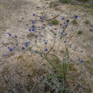 Eryngium ovinum at Bungendore, NSW - 7 Apr 2021