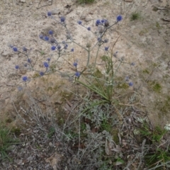 Eryngium ovinum at Bungendore, NSW - 7 Apr 2021 12:24 PM