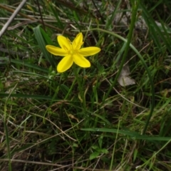 Hypoxis hygrometrica var. villosisepala (Golden Weather-grass) at Sweeney's Travelling Stock Reserve - 7 Apr 2021 by AndyRussell