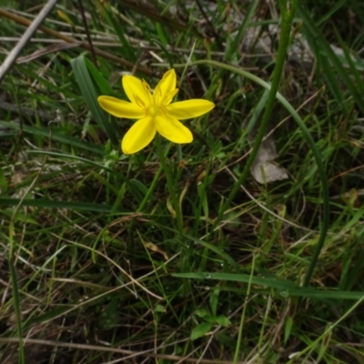 Hypoxis hygrometrica var. villosisepala (Golden Weather-grass) at Bungendore, NSW - 7 Apr 2021 by AndyRussell