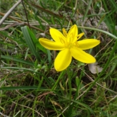 Hypoxis hygrometrica var. villosisepala at Bungendore, NSW - 7 Apr 2021