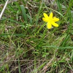 Hypoxis hygrometrica var. villosisepala at Bungendore, NSW - 7 Apr 2021