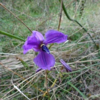 Arthropodium fimbriatum (Nodding Chocolate Lily) at Sweeney's Travelling Stock Reserve - 7 Apr 2021 by AndyRussell