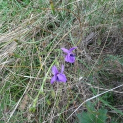 Arthropodium fimbriatum at Lake George, NSW - 7 Apr 2021