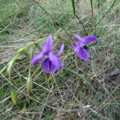 Arthropodium fimbriatum at Lake George, NSW - 7 Apr 2021