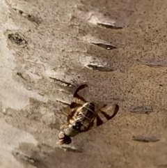 Rivellia sp. (genus) at Murrumbateman, NSW - 15 Apr 2021