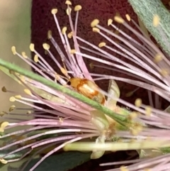 Monolepta juno at Murrumbateman, NSW - 15 Apr 2021