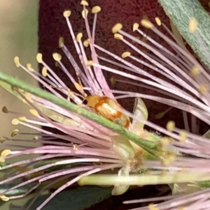 Monolepta juno at Murrumbateman, NSW - 15 Apr 2021