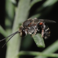 Lipotriches sp. (genus) (Halictid bee) at ANBG - 3 Mar 2021 by TimL