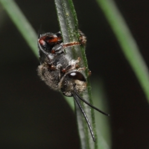 Lipotriches sp. (genus) at Acton, ACT - 4 Mar 2021