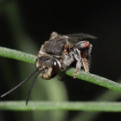 Lipotriches sp. (genus) at Acton, ACT - 4 Mar 2021