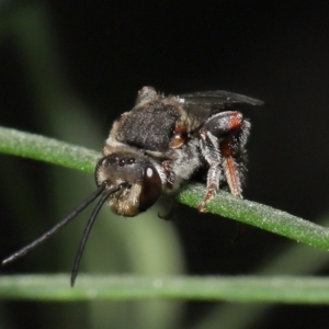 Lipotriches sp. (genus) at Acton, ACT - 4 Mar 2021