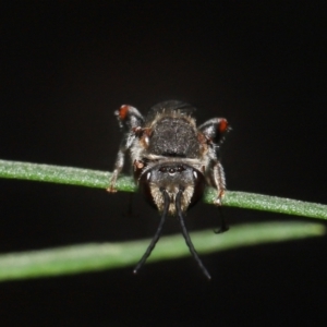 Lipotriches sp. (genus) at Acton, ACT - 4 Mar 2021