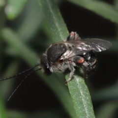 Lipotriches sp. (genus) at Acton, ACT - 4 Mar 2021