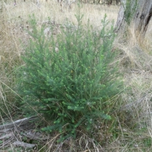 Ozothamnus diosmifolius at QPRC LGA - 7 Apr 2021