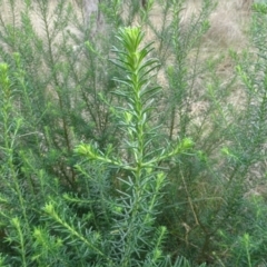 Ozothamnus diosmifolius at QPRC LGA - 7 Apr 2021