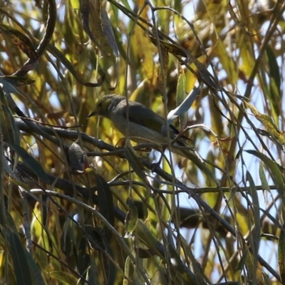 Ptilotula penicillata (White-plumed Honeyeater) at Jerrabomberra Creek - 15 Apr 2021 by RodDeb