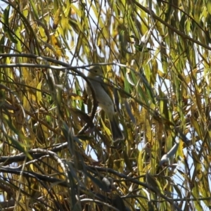 Ptilotula penicillata at Jerrabomberra, NSW - 15 Apr 2021