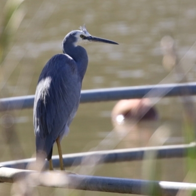 Egretta novaehollandiae (White-faced Heron) at QPRC LGA - 15 Apr 2021 by RodDeb