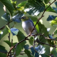 Zosterops lateralis (Silvereye) at Jerrabomberra, NSW - 15 Apr 2021 by RodDeb