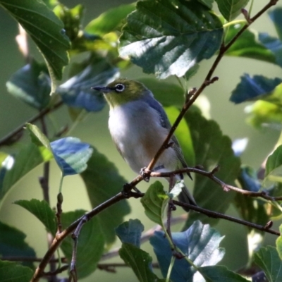 Zosterops lateralis (Silvereye) at Jerrabomberra, NSW - 15 Apr 2021 by RodDeb