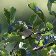 Zosterops lateralis at Jerrabomberra, NSW - 15 Apr 2021