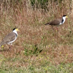 Vanellus miles (Masked Lapwing) at QPRC LGA - 15 Apr 2021 by RodDeb