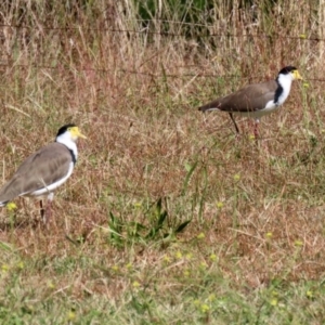 Vanellus miles at Jerrabomberra, NSW - 15 Apr 2021 12:36 PM