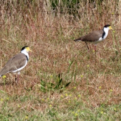 Vanellus miles (Masked Lapwing) at Jerrabomberra, NSW - 15 Apr 2021 by RodDeb