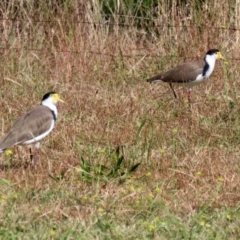 Vanellus miles (Masked Lapwing) at Jerrabomberra, NSW - 15 Apr 2021 by RodDeb
