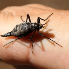 Boreoides subulatus (Wingless Soldier Fly) at Jerrabomberra, NSW - 15 Apr 2021 by RodDeb