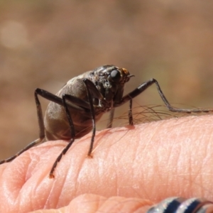 Boreoides subulatus at Jerrabomberra, NSW - 15 Apr 2021