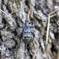 Boreoides subulatus at Jerrabomberra, NSW - 15 Apr 2021