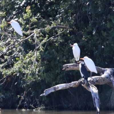 Bubulcus coromandus (Eastern Cattle Egret) at Jerrabomberra, NSW - 15 Apr 2021 by RodDeb