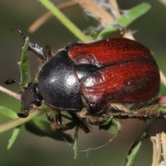 Bisallardiana gymnopleura (Brown flower chafer) at Acton, ACT - 21 Feb 2021 by TimL