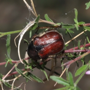 Bisallardiana gymnopleura at ANBG - 21 Feb 2021 12:18 PM