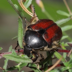 Bisallardiana gymnopleura at ANBG - 21 Feb 2021