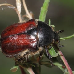 Bisallardiana gymnopleura at ANBG - 21 Feb 2021