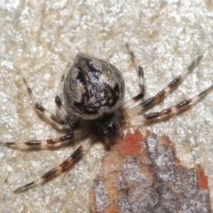Euryopis splendens (Splendid tick spider) at Downer, ACT - 21 Feb 2021 by TimL