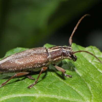 Temnosternus planiusculus (Longhorn beetle) at ANBG - 21 Feb 2021 by TimL