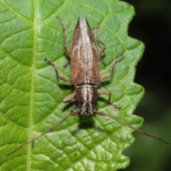 Temnosternus planiusculus at Acton, ACT - 21 Feb 2021