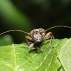 Temnosternus planiusculus at Acton, ACT - 21 Feb 2021