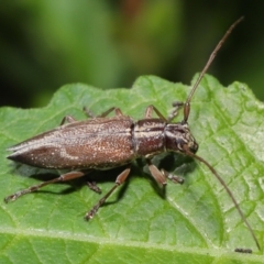 Temnosternus planiusculus at Acton, ACT - 21 Feb 2021 12:33 PM