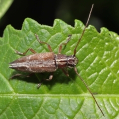 Temnosternus planiusculus at Acton, ACT - 21 Feb 2021 12:33 PM