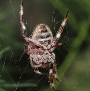 Hortophora transmarina at Acton, ACT - 21 Feb 2021