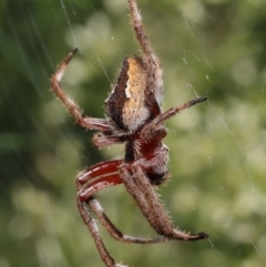 Hortophora transmarina at Acton, ACT - 21 Feb 2021