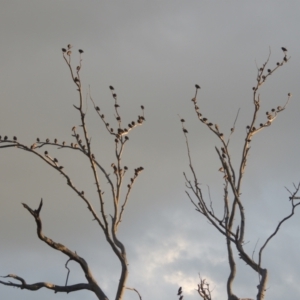 Sturnus vulgaris at Tuggeranong DC, ACT - 22 Feb 2021