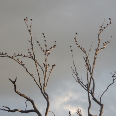 Sturnus vulgaris (Common Starling) at Lanyon - northern section - 22 Feb 2021 by michaelb