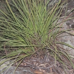 Lomandra multiflora (Many-flowered Matrush) at Tuggeranong DC, ACT - 22 Feb 2021 by MichaelBedingfield